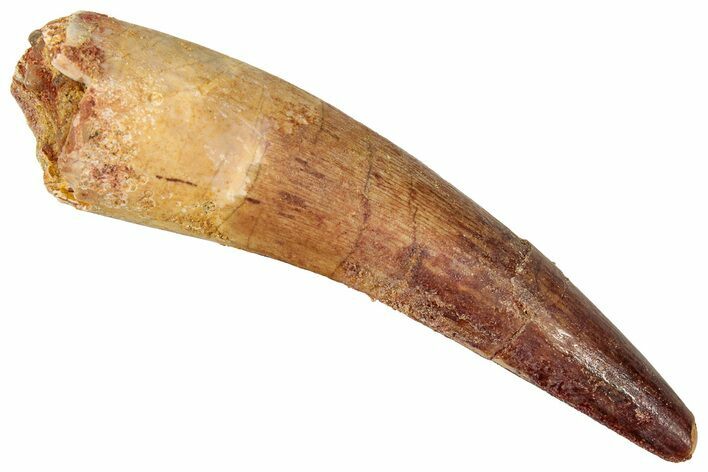 Fossil Spinosaurus Tooth - Real Dinosaur Tooth #357423